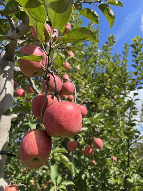 木村農産のりんご詰め合わせ (贈答用) 約8kg (20玉から24玉)｜青森県産 つがる リンゴ 林檎 果物 フルーツ 令和7年産 2025年産 [0910]