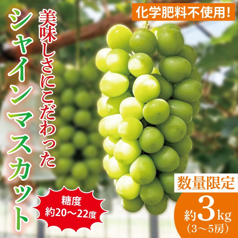 【先行予約】【2025年9月以降発送】糖度約20～22度！美味しさにこだわったシャインマスカット（約3000g）3～5房 化学肥料不使用 農家直送【葡萄 ぶどう マスカット フルーツ 果物 くだもの 水戸市 水戸 茨城県 40000円以内 4万円以内】（GG-16）