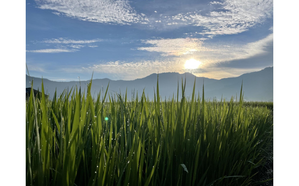 【令和7年産新米予約】南魚沼産こがねもち3kg　八海山の里で実りました。【2025年9月中旬より順次発送予定】　　