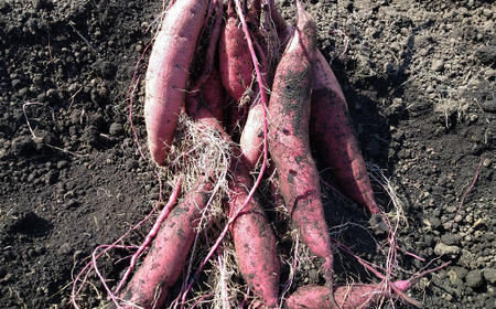さつまいも 紅はるか 5kg 【駿河農園ベジスル】／ サツマイモ さつま芋 薩摩芋 5キロ ５キロ ５ｋｇ 5000g M L LL 3L 野菜 冬野菜 秋野菜 風物詩 定番 旬 焼き芋 やきいも 焼