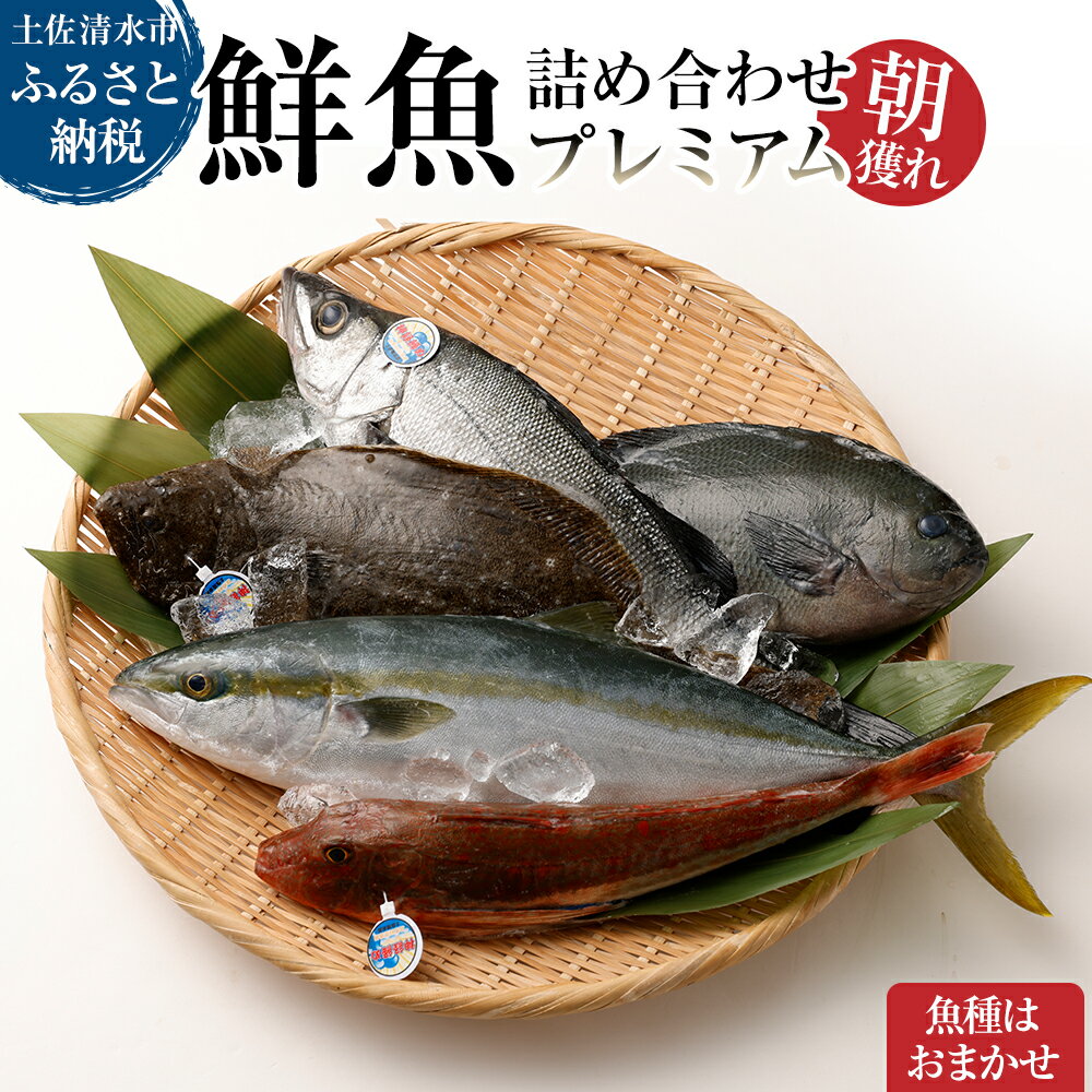 【ふるさと納税】旬の朝獲れ鮮魚詰め合わせ（プレミアム）【以布利定置網　漁師直送】朝獲れ 鮮魚ボックス 旬 鮮魚 魚介 海鮮 魚 さかな せんぎょ 鮮魚セット 詰め合わせ おまかせ お任せ 故郷納税 高知県 土佐清水市 送料無料 高知【S00819】