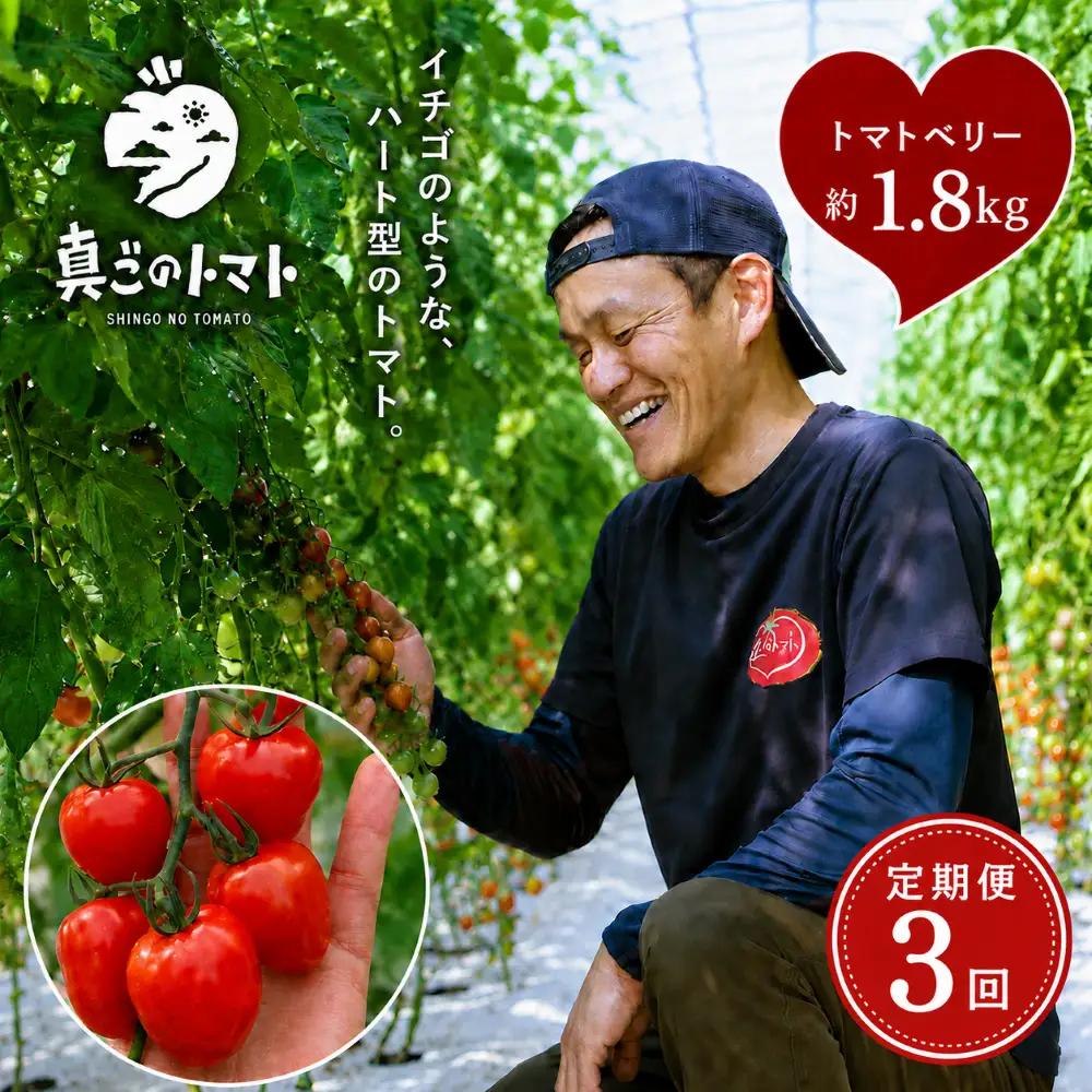 【定期便3回】ミニトマト トマトベリー 約1.8kg｜坂本農園