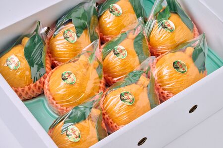 先行予約 果実の宝箱 葉付きデコ柑 不知火 約2.5kg 田辺農園