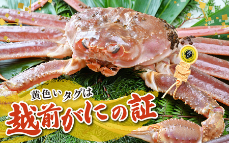 【先行予約】【11月発送限定】茹で越前がに 1杯 1.1kg～1.3kg（特大サイズ以上）《新鮮！茹でたてを発送》／ 高級 福井 ブランド ズワイガニ 黄色タグ ボイル 冷蔵 蟹 カニ 期間限定 ※2