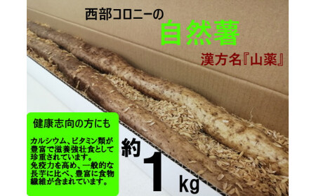 OC-2 太良町産 自然薯［1本もの］約1kg（1～2本）じねんじょ 長芋 山芋 とろろ 野菜 ねばねば 健康食品 美容効果 栄養たっぷり ギフトに最適 新鮮 国内産 高級根菜 美容 健康
