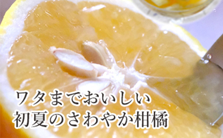 先行予約＜訳あり 愛媛県産 ニューサマーオレンジ 合計約1.5kg＞ 『2027年4月～5月に順次出荷予定』ミヤモトオレンジガーデン 愛媛県 西予市