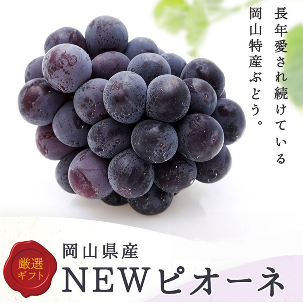 【ふるさと納税】＜選べる内容量＞ ニューピオーネ 1房480g以上 2房 化粧箱入り / 4房 ぶどう ブドウ 葡萄 フルーツ くだもの 果物 果実 デザート 冷蔵 岡山県産 国産 岡山県 美咲町 送料無料 【2026年8月下旬～10月上旬迄順次発送予定】