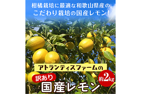 訳あり国産レモン 約2kg アトランティスファーム《11月上旬-3月中旬頃出荷》｜レモンレモンレモンレモンレモンレモンレモンレモンレモンレモンレモンレモンレモンレモンレモンレモンレモンレモンレモンレモンレモンレモンレモンレモンレモンレモンレモンレモンレモンレモンレモンレモンレモンレモンレモンレモンレモンレモンレモンレモンレモンレモンレモンレモンレモンレモンレモンレモンレモンレモンレモンレモンレモンレモンレモンレモンレモンレモンレモンレモンレモンレモンレモンレモンレモンレモンレモンレモンレモンレモンレモンレモ