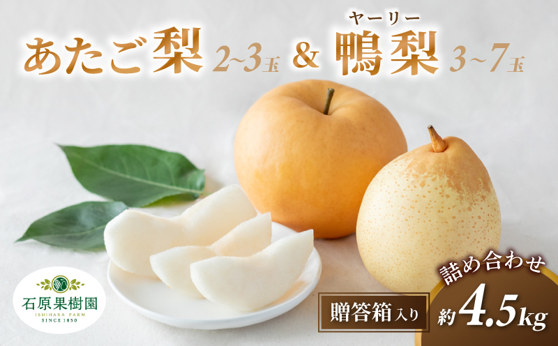 梨 詰め合わせ あたご梨2～3玉 ヤーリー梨3～7玉 計4.5kg 贈答箱 赤秀 岡山県産 | 愛宕梨 ヤーリー梨 鴨梨 梨 特選品 上級品 贈り物 御歳暮 果物 くだもの フルーツ 石原果樹園 【i
