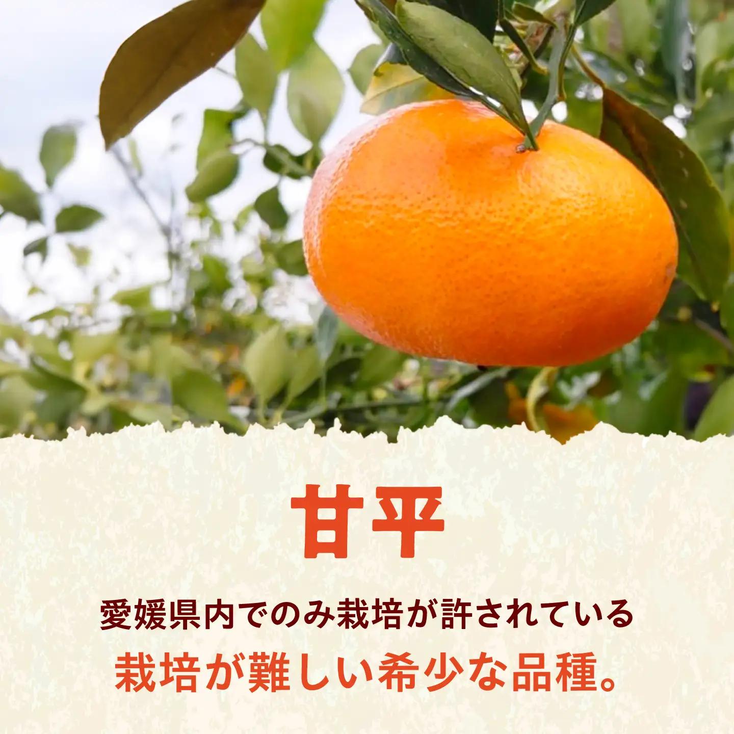 みかん 訳あり 甘平 サイズ不揃い 約10kg【1月上旬から2月下旬まで順次発送】/ フルーツ 果物 蜜柑 ミカン オレンジ 訳あり 訳アリ 小玉 甘い 先行予約 10kg 愛媛 / 愛媛県砥部町/え