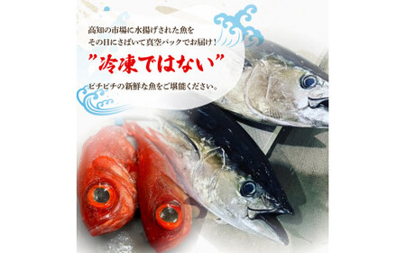 【12回定期便】違いの分かる鮮魚店店長が送る 高知のお魚定期便！！お申込翌月より12回お届け お楽しみ 定期便 魚 海鮮 魚介 カツオのタタキ 鰹 タイ カンパチ ウツボ【さかなの森澤　マル祐】 [B