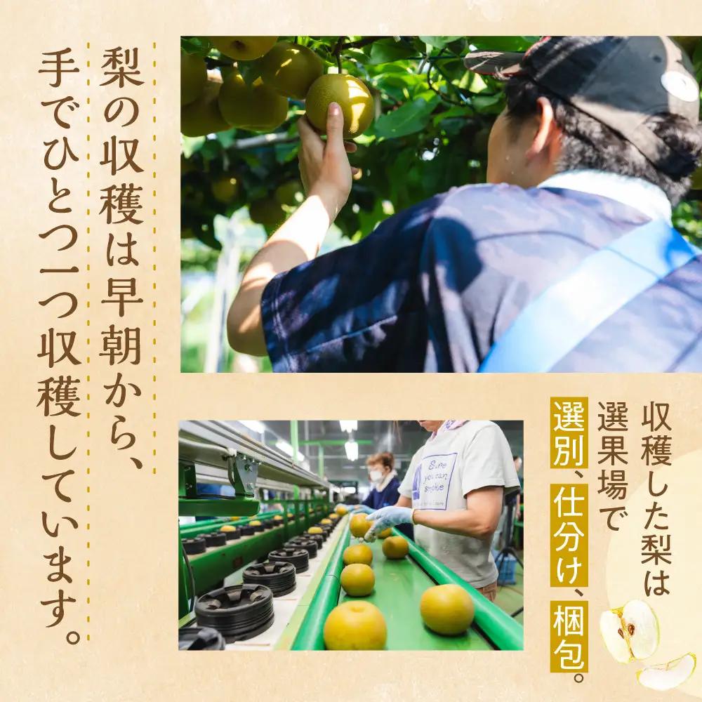 【先行予約・2026年8月25日～9月10日に発送】呉羽梨（くれはなし）5kg箱
