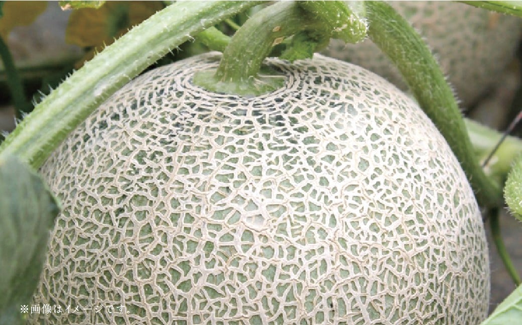 【フルーツ3回定期便】 球磨のいちご1kg＋アンデスメロン5kg＋梨5kg