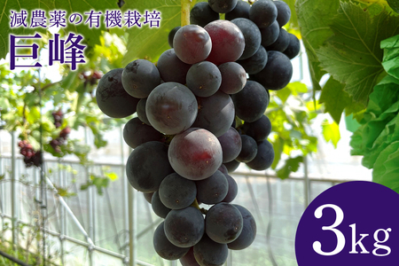 【数量限定・先行予約】 巨峰 3kg ぶどう ブドウ 葡萄 果物 フルーツ 国産 【8月20日～9月末発送予定】 70-G