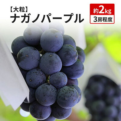 【ふるさと納税】ナガノパープル 約1.8kg 3房程度 長野 坂城町産 ぶどう K＆Y農園 ブドウ フルーツ 果物 果物類 　お届け：2025年9月上旬～9月下旬