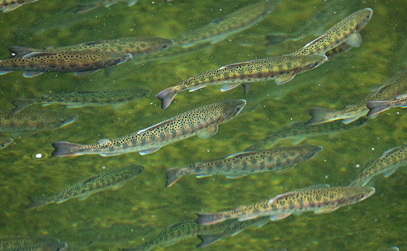 安芸高田 滝ヶ谷 やまめの炭火焼（6尾入り） 急速冷凍 魚 川魚 おかず つまみ
