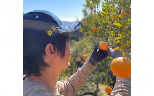 先行予約 紀州田辺産 果汁たっぷりの極早生みかん5kg（S/M/Lサイズおまかせ） ※9月中旬に順次発送予定【期間限定・8/31まで】 / 和歌山県 ミカン 期間限定 秋 柑橘  フルーツ 果物 紀州