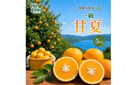 
                  甘夏 一級 5kg 和歌山 有田 広川【hkt023-p-5】
                