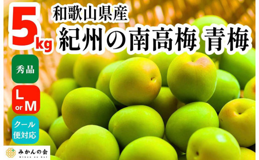 
                  青梅 南高梅 5kg 秀品  LまたはMサイズ 和歌山県産 A品 梅酒作り用 梅ジュース作り用
                