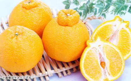 熊本県産 デコポン 5kg【2025年1月上旬発送開始】