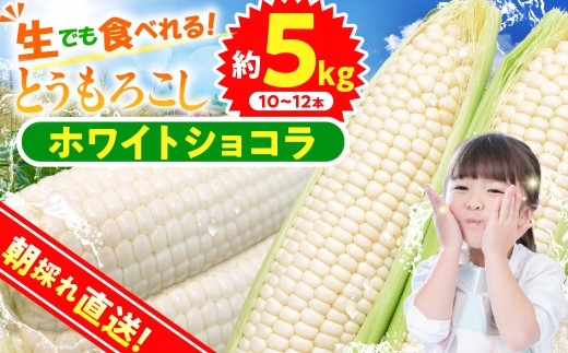 ★2027年先行予約★富士北麓忍野村の気候、水、自然で作られた朝採りトウモロコシ（ホワイトショコラ）（約5kg）