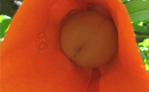 【先行予約・2025年7月発送予定】とろける果肉とたっぷり果汁の岡山の白桃・白鳳(2kg箱)【配送不可地域：離島】