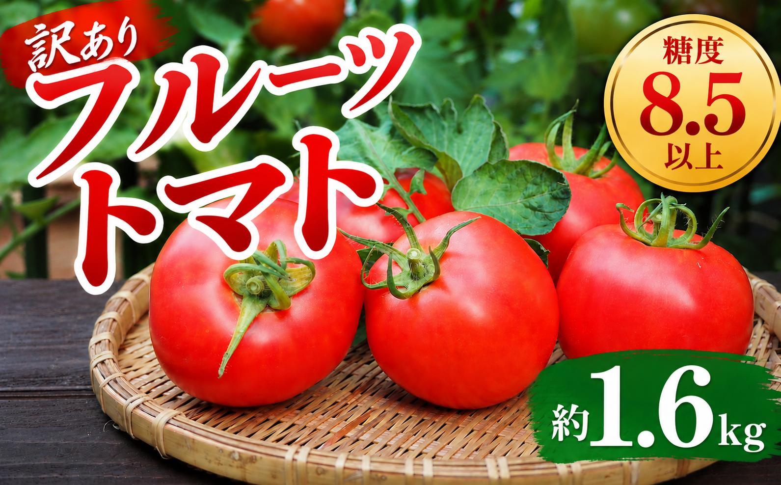 
                  訳あり フルーツトマト 約1.6kg 先行受付 糖度8.5以上 完熟 とまと tomato  野菜やさい 果物 訳アリ わけあり 甘いトマト フルーツ ふるーつとまと 産地直送  農園 国産 数量限定 期間限定 限定 農家直送 鮮度 新鮮 フレッシュ サラダ トマトハウスやなぎた 神奈川 海老名
                