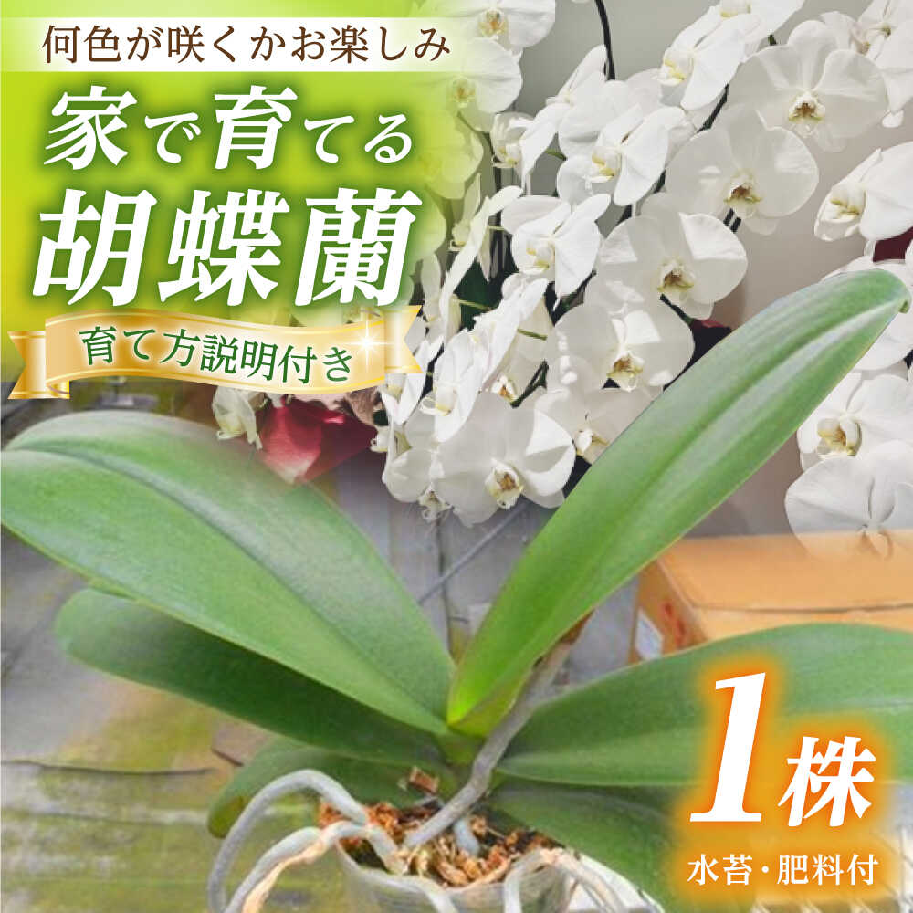 【ふるさと納税】【家で育てる胡蝶蘭！】胡蝶蘭を育てようセット（苗、水コケ、肥料）【足柄金太郎洋蘭園】花 蘭 コチョウラン 産地直送 生花 洋蘭 お花 生花 苗 花苗 [BDAB003]