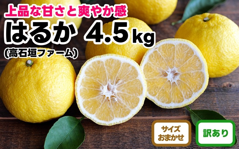 訳あり はるか 4.5kg M～2Lサイズおまかせ 高石垣ファーム   	K019