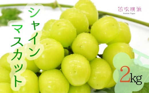 【2026年発送★先行予約】朝どれ新鮮！シャインマスカット2kg 157-017
