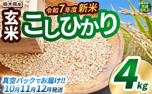 【先行予約】いちご農家さん応援米！令和7年度新米 玄米真空パック 約2kg × 2回 約4kg こしひかり | 新米 真岡市産 真空 パック 米  お米 こめ 玄米 ご飯 ごはん もちもち  限定 ふるさと納税 先行 予約 栃木県 真岡市 送料無料 