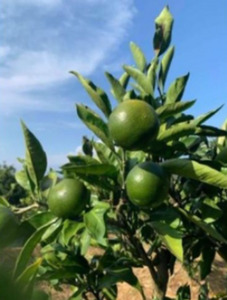 神奈川SDG's　青ミカンROCKビタースカッシュ6本＆ハチミツスクイーズ2個　【逗子市・平塚市　共通返礼品】