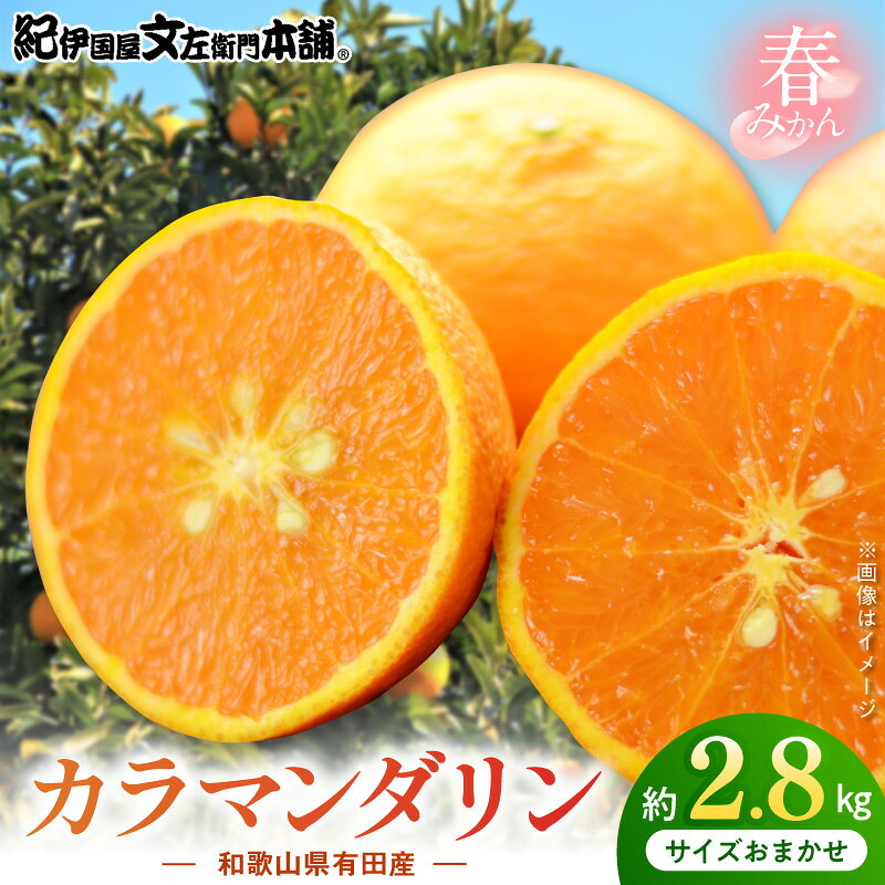 【ふるさと納税】【2027年先行予約】 カラマンダリン 約2.8kg 和歌山県有田産 春みかん (果実サイズおまかせ) 春柑橘 紀伊国屋文左衛門本舗