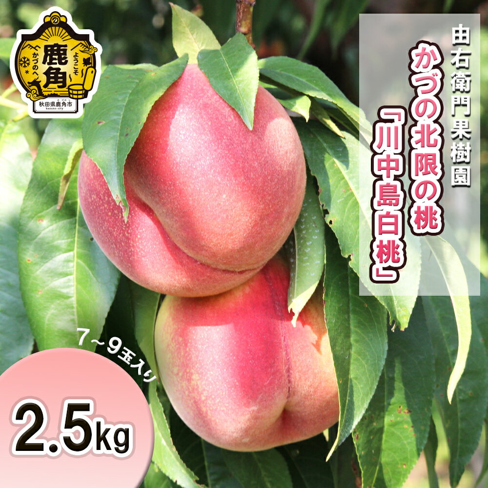 【ふるさと納税】 桃 《 先行予約 》 かづの北限の桃 川中島白桃 約 2.5kg ( 7～9玉 ) お盆 お見舞い 内祝い おすそ分け 完熟 国産桃 お中元 お歳暮 グルメ ギフト 故郷 秋田 あきた 鹿角市 鹿角 送料無料 【由右衛門果樹園】