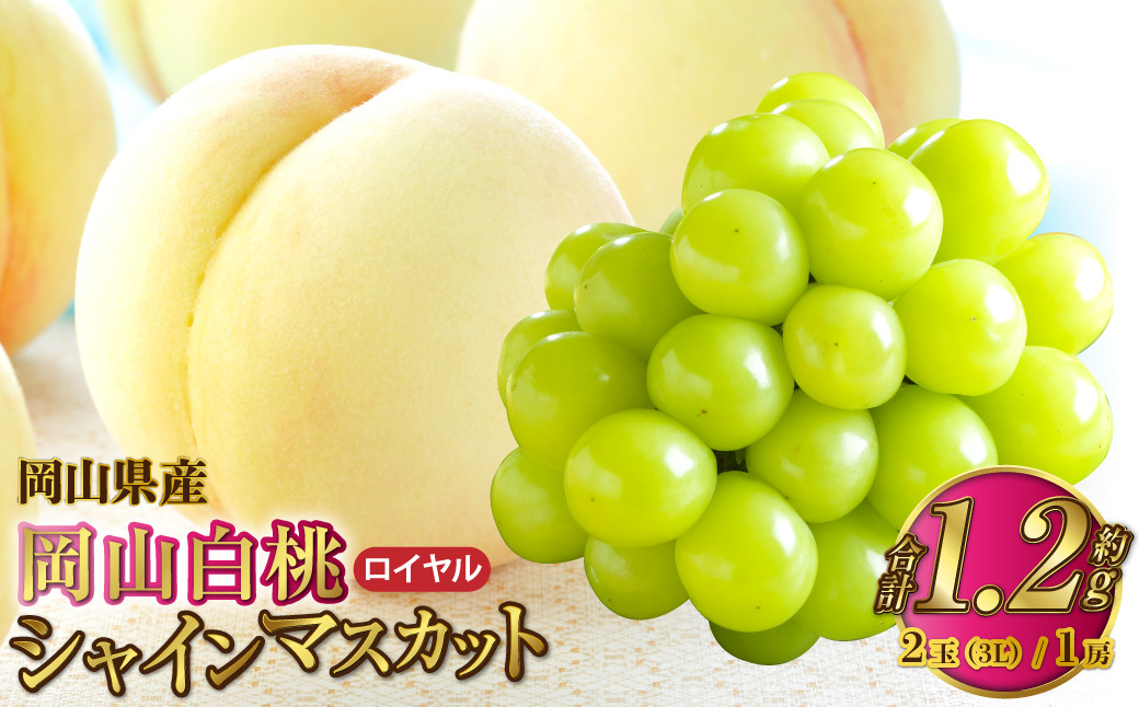 
            岡山県産 岡山白桃 ロイヤル 3Lサイズ 約300g×2玉・シャインマスカット 晴王 約600g×1房 詰合せ 【2026年7月上旬～8月下旬発送予定】 白桃 桃 もも モモ マスカット ぶどう 葡萄 ブドウ セット
          