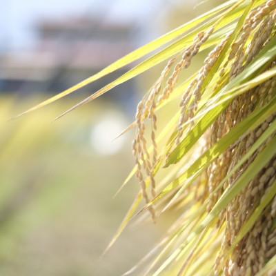 ふるさと納税 南陽市 【令和7年産】山形県産つや姫　10kg(5kg×2)栽培期間中農薬使用8割減特別栽培米【S2660】 |  | 02