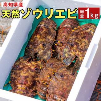 幻の天然ゾウリエビ１kg（サイズおまかせ）※着日指定不可※タビエビ 甲殻類 海老 地元ですら流通しない希少セミエビ科 先行予約 高知県産 エビ ゾウリエビ 冷蔵 配送 賞味期限が短い 新鮮 美味しい 
