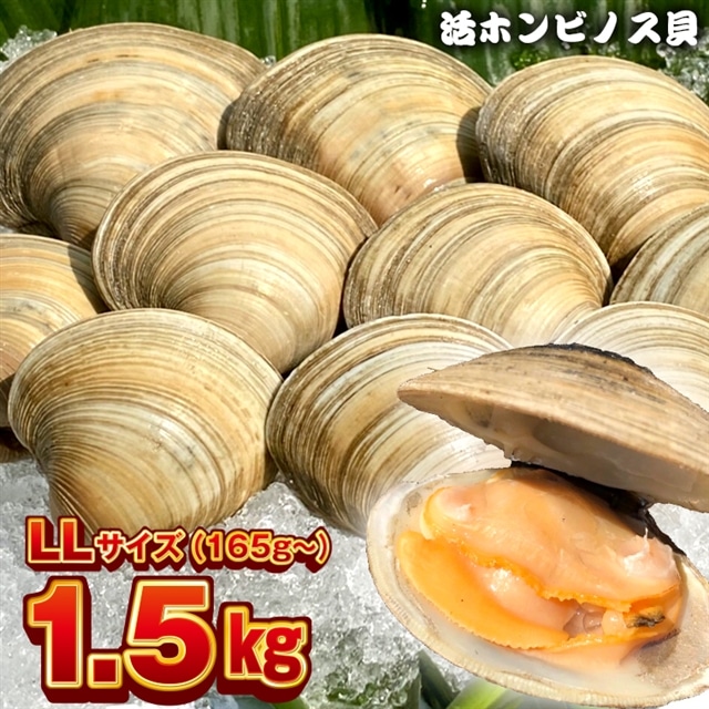 BK-6LLbz 漁師直送！活ホンビノス貝1.5kg（LLサイズ）