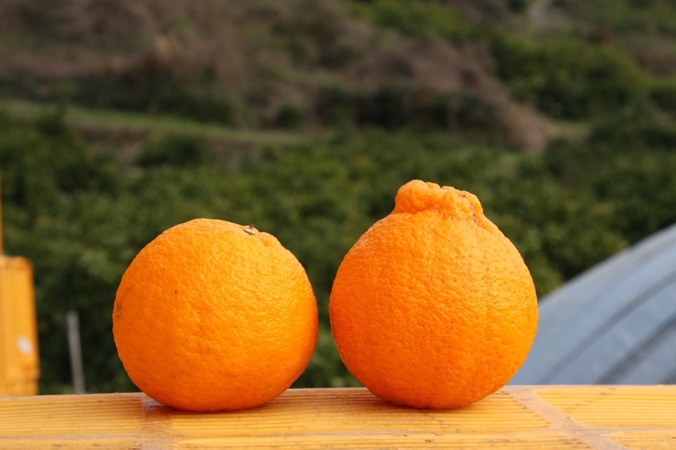 先行予約 不知火 5kg 【2025年2月上旬から4月下旬発送予定】 しらぬい 柑橘類 みかん 宇城市産 熊本県産 九州産 国産 ひかる農園