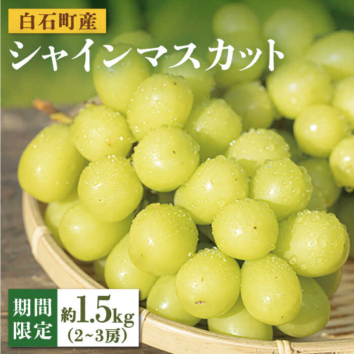 【ふるさと納税】【先行予約 2026年7月末頃より発送】【期間限定！数量限定！】 白石産 シャインマスカット 約1.5kg（約2~3房）【しろいし特産物直売所】 フルーツ 葡萄 ブドウ ぶどう 九州産 佐賀県産 白石 [IAI004]