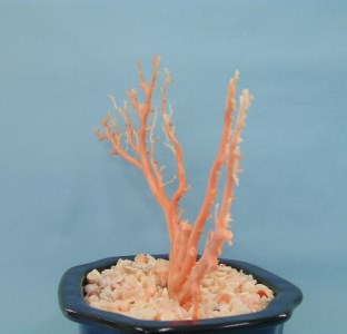珊瑚職人館 珊瑚の原木・拝見・置物12