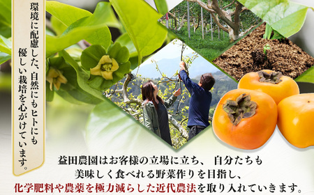【なら育ち 益田農園】たねなし柿　訳アリ　約3.5kg(14玉～18玉）