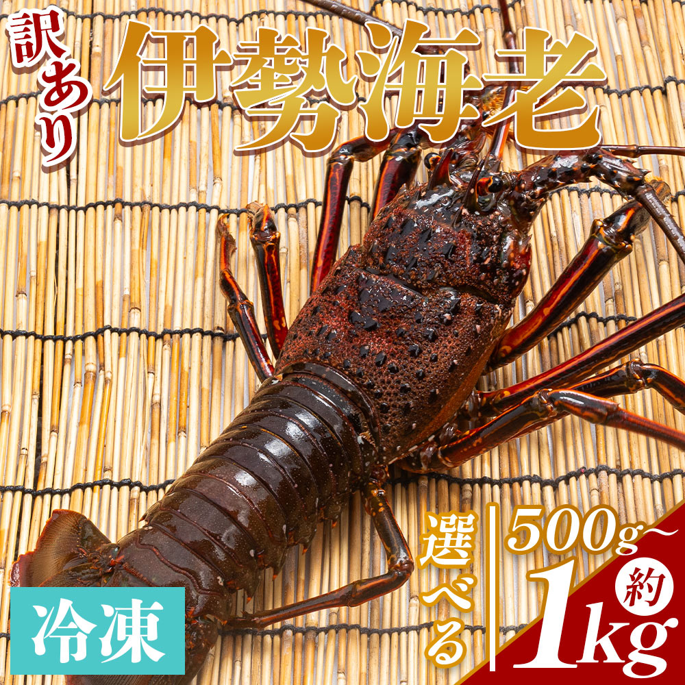 【ふるさと納税】【選べる内容量】伊勢海老 （選べる内容量：計約500g～約1kg 1～4尾） 冷凍 - 選べる 数量 訳あり 国産 エビ えび 海鮮 魚介 産地直送 プリプリ 味噌汁 刺身 焼き物 汁物 えび蔵 高知県 香南市 【冷凍】