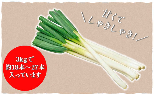 ★先行予約★【2026年12月発送開始予定】千葉県大網白里市産　長ネギ　L～2Lサイズ　3㎏（約18本～27本）AV002