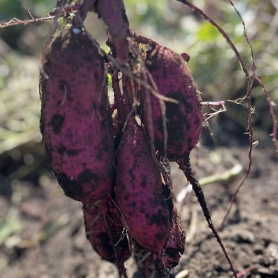 【先行受付】11月下旬より発送!茨城県 ひたちなか産 さつまいも 紅はるか 箱込5kg【訳あり】【配送不可地域：離島・沖縄県】
