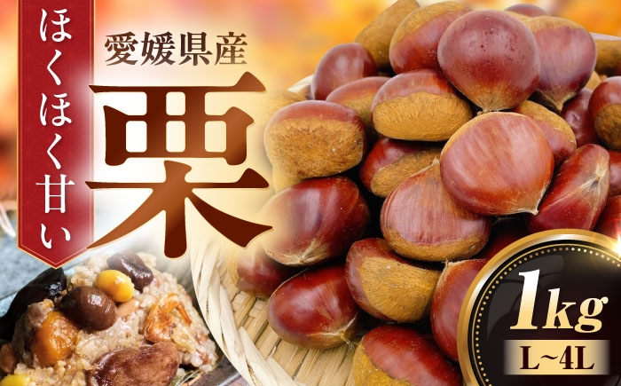 
            【先行予約】【9月下旬から順次発送】栗1kg（L～4Lサイズ）　愛媛県大洲市/株式会社フジ・アグリフーズ　栗 くり 果物 秋果物 フルーツ [AGBA020]栗 テリーヌ 甘露煮 栗ごはん 栗の渋皮煮 秋の味覚 くり 和菓子 栗ご飯 栗きんとん スイーツ クリ モンブラン マロン
          
