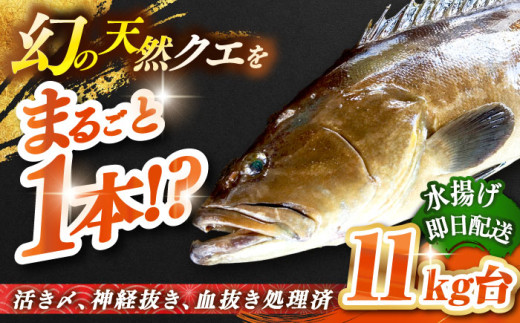天然クエ（11キロ台・丸もの） 《壱岐市》【壱岐島　玄海屋】[JBS050] クエ 魚 刺身 しゃぶしゃぶ  800000 800000円 80万円