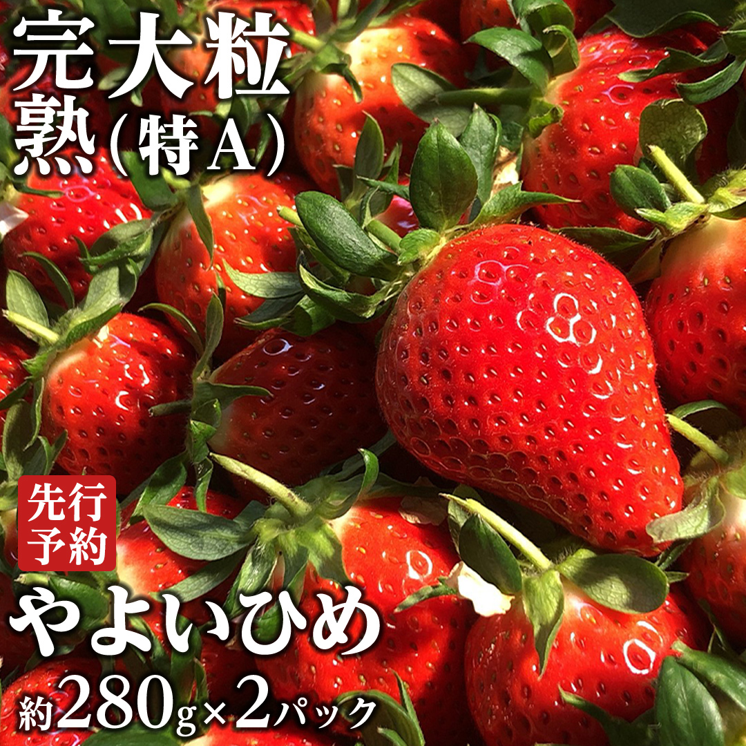 【 2025年1月上旬発送開始 】 完熟 やよいひめ 約280g×2P 国産 いちご イチゴ 苺 [BC026sa]