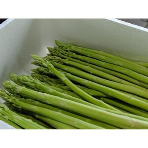 【夏季限定】天空のアスパラガス 「訳あり」1ｋｇ 【２０２６年７～８月頃発送】