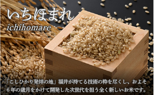 【令和7年産】いちほまれ 玄米 5kg×1袋《新鮮な高品質米をお届け！》／ 福井県産 ブランド米 ご飯 [aw064-a019]